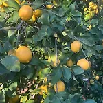 Na Cyprze Пейя
