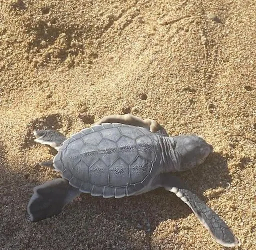 Apartmán Na Cyprze Pegeia